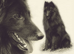 Mystic_BlackThemenbild-_Home